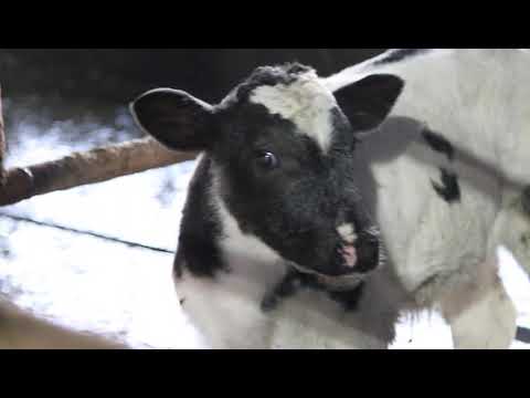 Vidéo: Vaches Fistulisées - Les Saints Du Monde Animal - Guérir Des Vaches Malades Avec Des Vaches En Bonne Santé