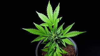 cannabis bush in pot on black background herbal ca XBNMSKT screenshot 4