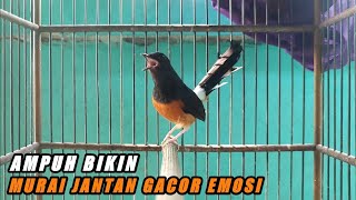 Download Lagu SIULAN MURAI BETINA INI Mampu Merangsang Jantan Jadi Gacor dan Emosi MP3