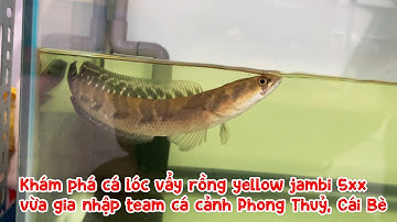 Khám phá cá lóc vẩy rồng yellow jambi 5xx vừa gia nhập team cá cảnh Phong Thuỷ, Cái Bè