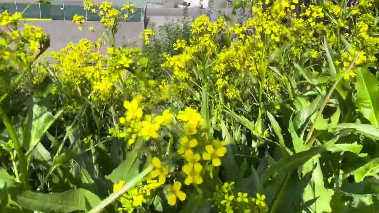 เก็บผักไปฝากเพื่อนที่ภาคเหนือ ผักกาดสนิม