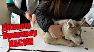 VLOG : ВЕЗЕМ ЩЕНКА ХАСКИ НА ПРИВИВКУ !!! VLOG : ВЕЗЕМ ЩЕНКА ХАСКИ НА ПРИВИВКУ !!!