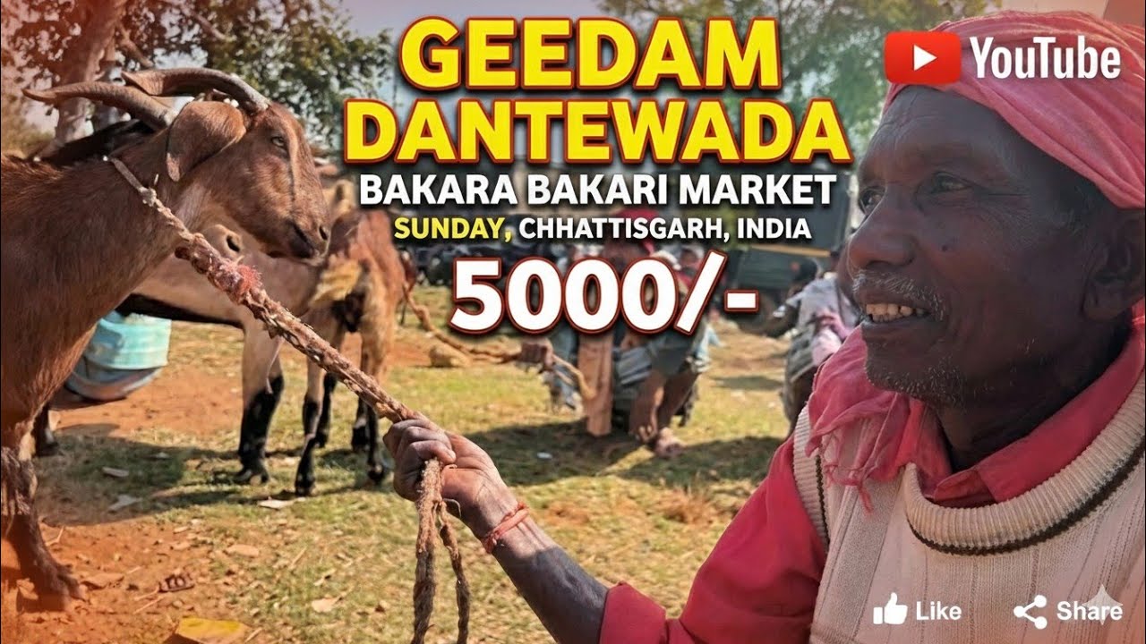 Geedam Dantewada Bakra Bakri Market 🐐 | ₹5000 Se Shuru | Chhattisgarh Mandi Vlog 