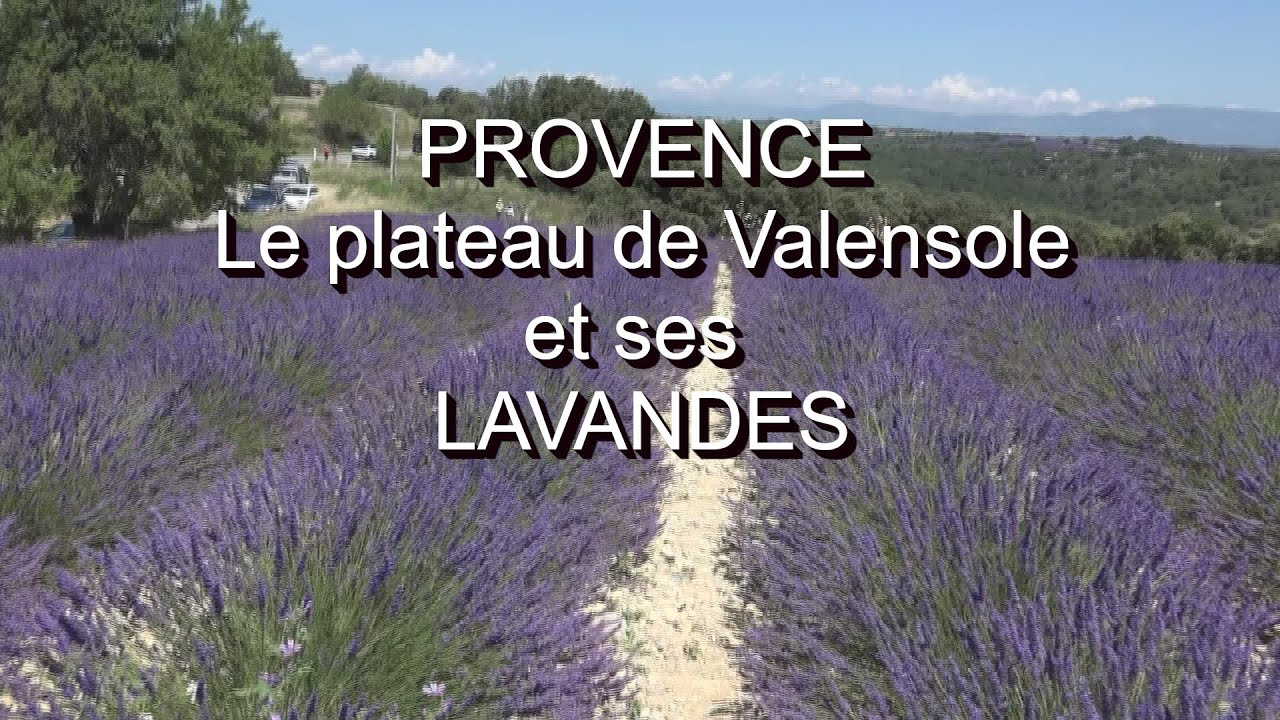 Lavandes sur le plateau de Valensole en PROVENCE