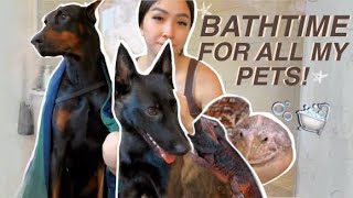 BATHING ALL MY PETS (11 OF THEM)