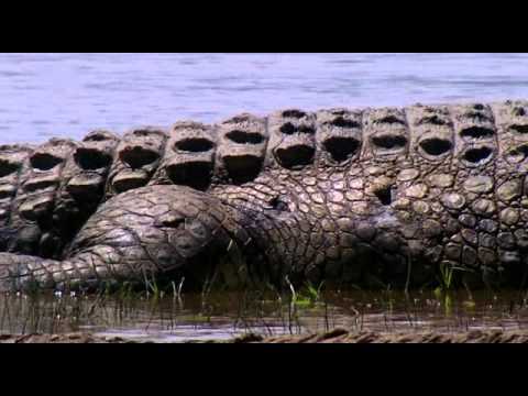 Video: Wanneer Het Die Laaste Wilde Krokodille In Rusland Gevrek?