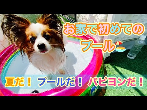 【おうちプール】パピヨンと初めてのプール！！　#papillon 　#パピヨン 　#プール