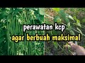 perawatan kacang panjang agar bebas hama dan berbuah lebat.