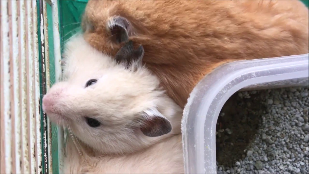 Syrian hamsters can live in peace! 1 YouTube