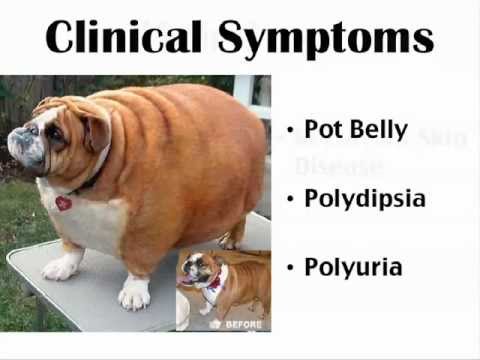 וִידֵאוֹ: Trilostane, Vetoryl - רשימת תרופות ומרשמים לתרופות לחיות מחמד, כלבים וחתולים