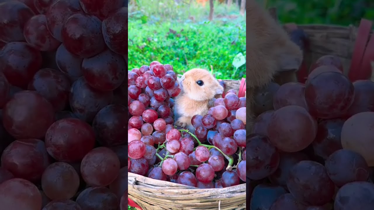 This Basket Of Grapes Is Enough For The Rabbit To Eat A Year Cute Pet Debut Plan R