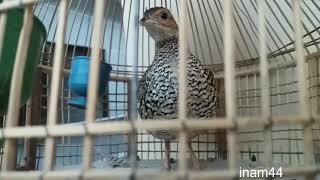 Kala Teetar || Black Francolin || Chicks || Pure Breed || From Sindh || by inam44
