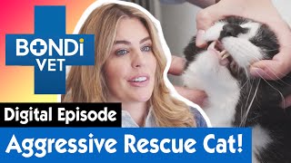 Violent Cat Slashes Owner's Lip | E20 | Bondi Vet