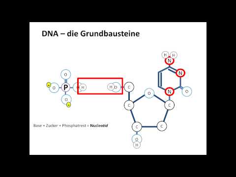 Chrashkurs Genetik - Strukturen 1 - DNA Grundbausteine