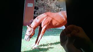 Horacio the handsnake - Strike The Gold the racehorse