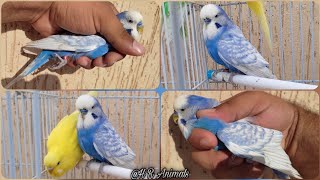 Budgie Male Spangle Single Factor Female Spangle Double Factor