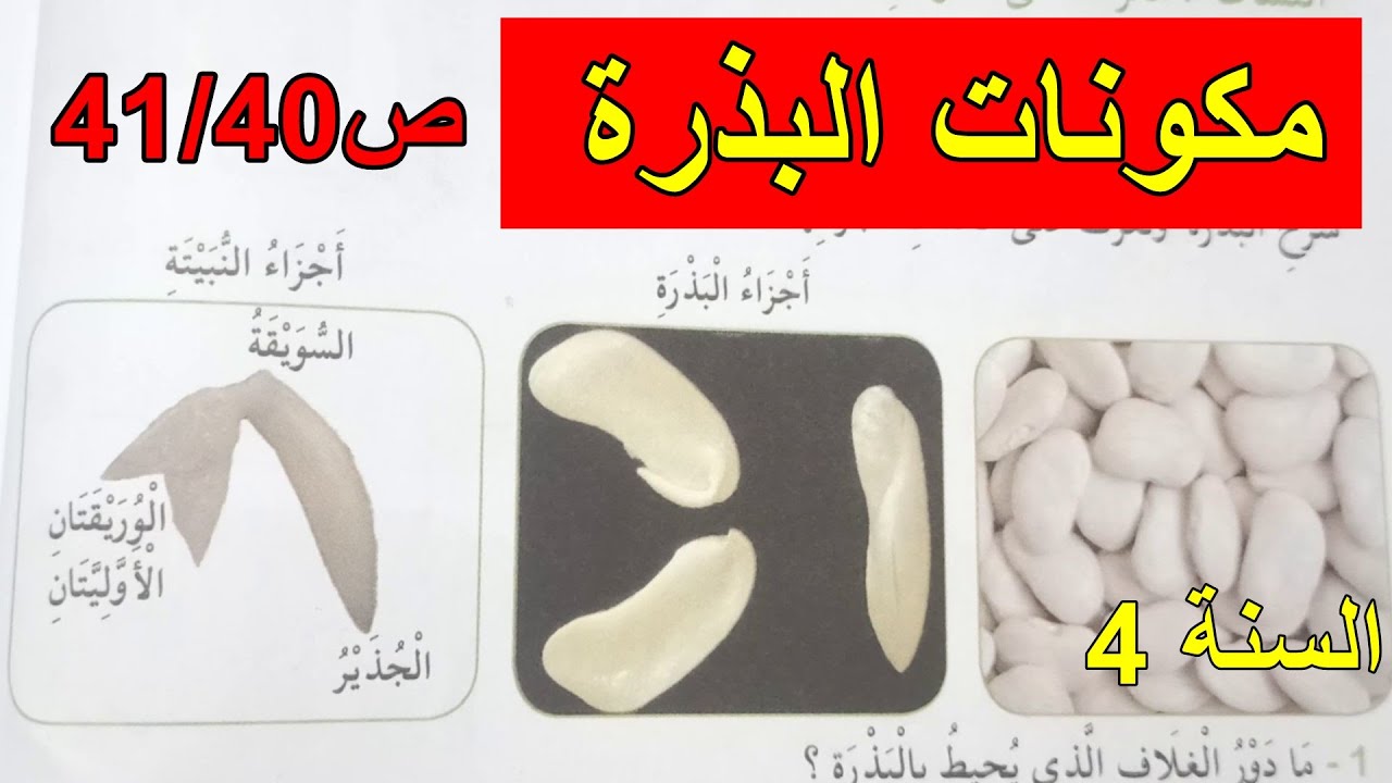 مكونات البذرة الصفحة 40 و41 السنة 4 ابتدائي