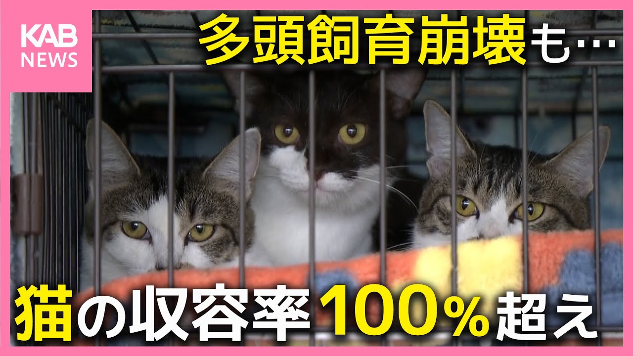 猫の保護施設 収容率100%超え…  背景には多頭飼育崩壊も