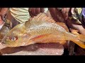Big Golden Snapper Fish Cutting In Fish Market | Fish Cutting Skills