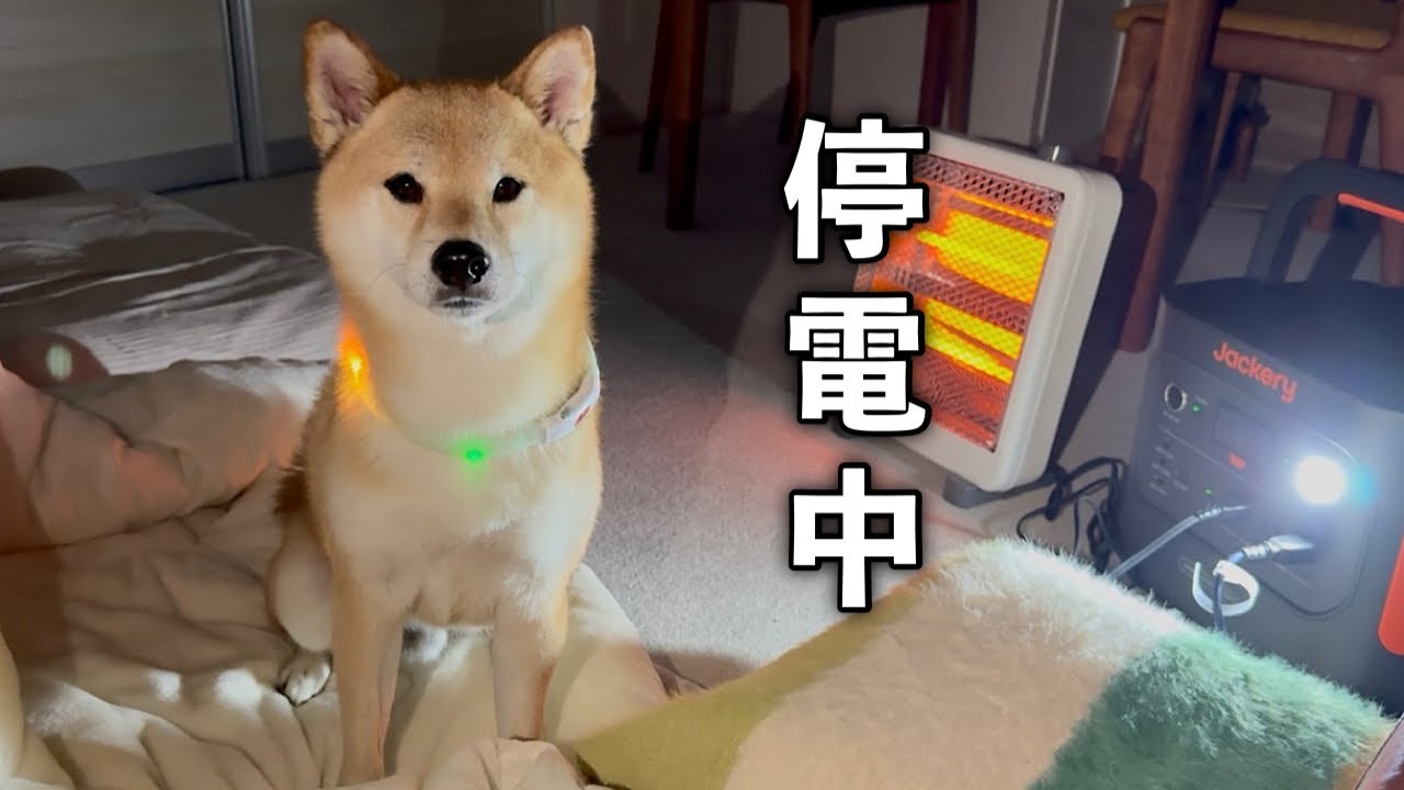 愛犬と過ごす電気ゼロ生活…想像以上の一日【Jackery 2000 New】