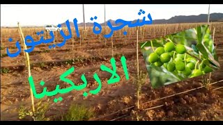 معلومات عن شجرة الزيتون أربكينا (arbequina)شجرة الزيتون المغرب