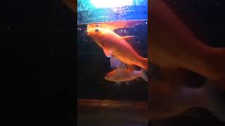 ikan koi #cover #lagu #dangdut #ikan #dj #djremix #music