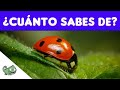 ¿Cuánto Sabes de las MARIQUITAS? 🐞🪲 Trivia sobre Animales | Trivia| Quiz | ANIMAL QUIZ