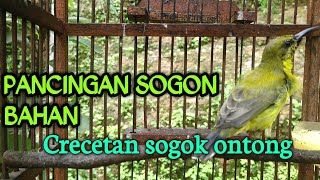 Crecetan suara sogok ontong pemancing emosi