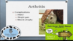 Elderly & Disabled Rabbits - Arthritis