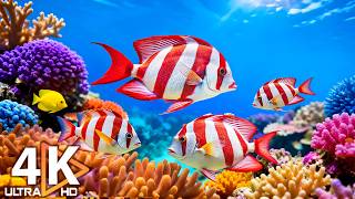 Animals of the Ocean 4K - Beautiful Coral Reefs, Sea Animals & Relaxing Music #27 screenshot 2