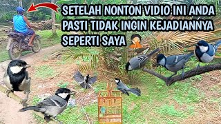 Edaaann,,,,‼️mikat burung glatik batu cukup di jalan [] saking banyaknya 😱