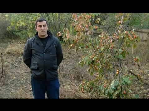 თეთრიწყაროს მუნიციპალიტეტში  ფაროსანას გავრცელება არ ფიქსირდება   14 11 1814 11 18