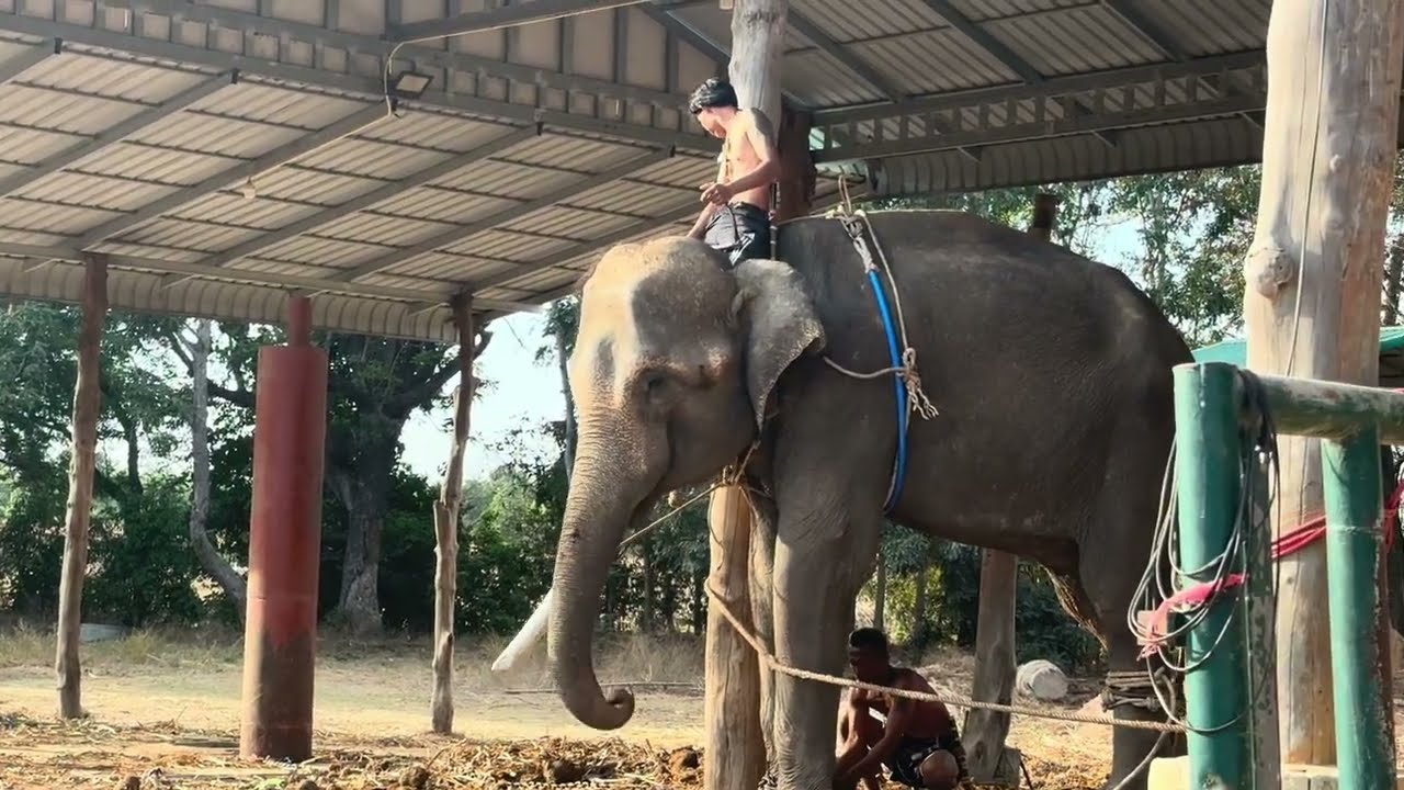 EP สุดท้าย พร้อมออกเดิน หรือยัง ถามควาญ😆ควาญน้อยแต่100%