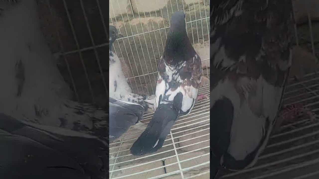 ٧ آذار، ٢٠٢٦