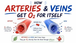 How Arteries & Veins Get O2 For Itself | Vasa Vasorum