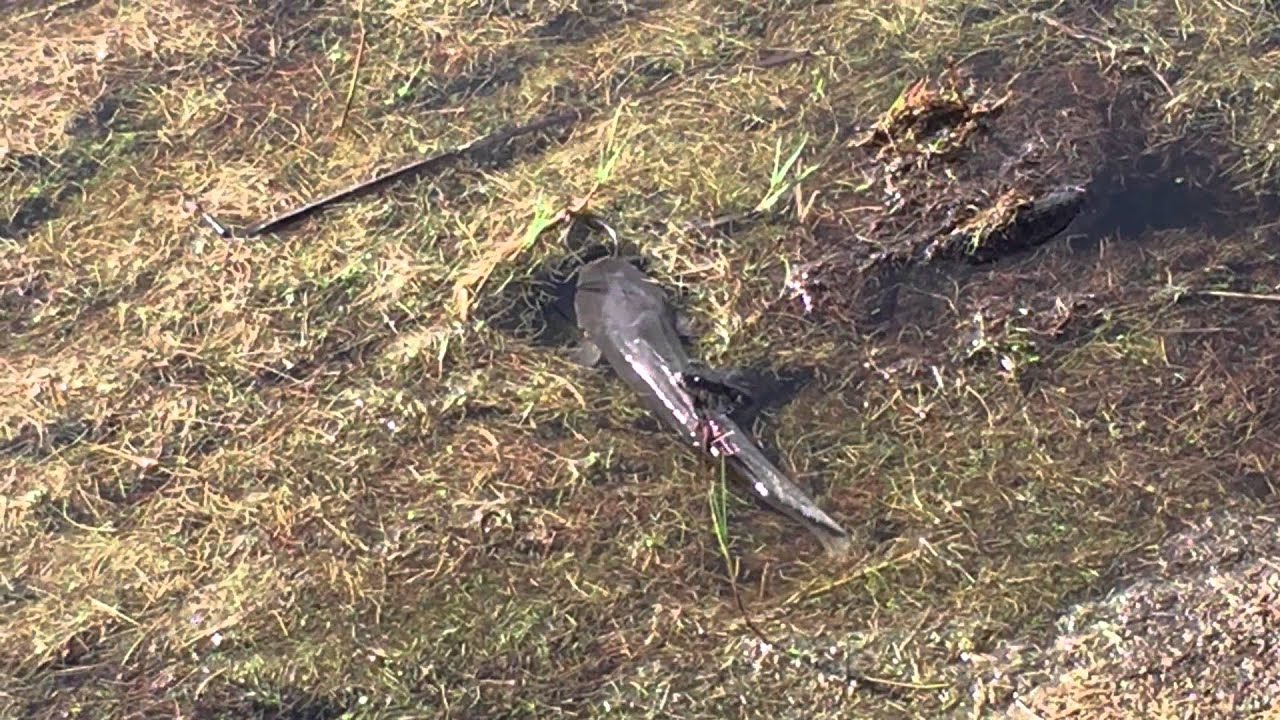 Water Moccasin eating a Mudfish YouTube