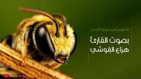 ما تيسر من سورة النحل بصوت القارئ هزاع البلوشي - 2