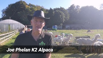 K2 Alpacas open day