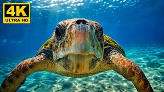 Sea Turtle 4K (3 HOURS) - Relaxing Ocean Ambient Music - Fondo de Pantalla Smart TV
