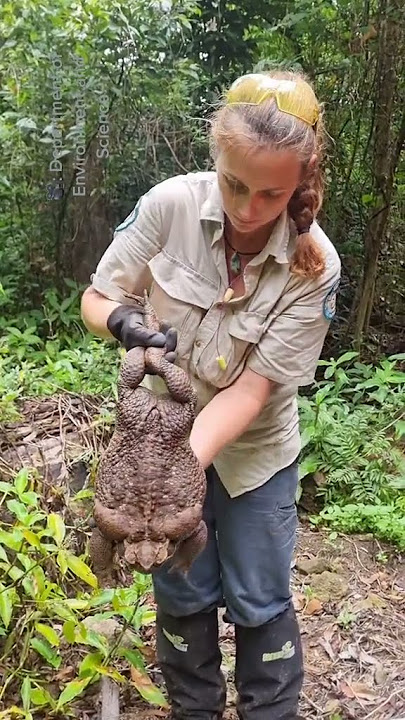 Giant 2.7kg Toadzilla 🐸 #shorts