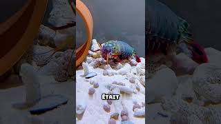 #pêcheàlacarpe #spearfishing #fishing #thon #animaux #fish #pêcheenmer #poisson #poissons #aquarium
