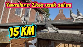 Yavruların 2.kez toplu Uzak salımı 15 km #song #youtubeshorts #live #pigeon #racingpigeon #fyp 