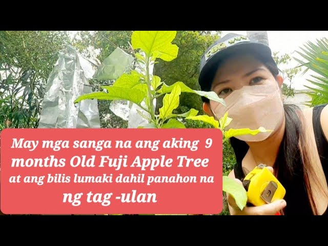 Apple Tree - Fuji – Plantcetera