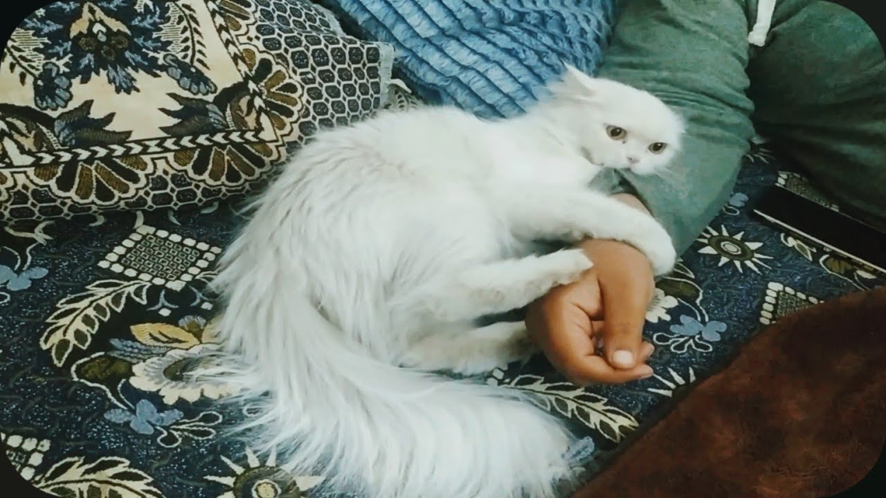 Cute baby cat! see how cats play with their favourite person 😂 YouTube