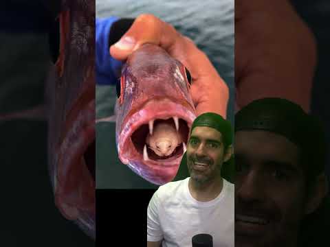 Vídeo: O que os peixes esculpidos comem?