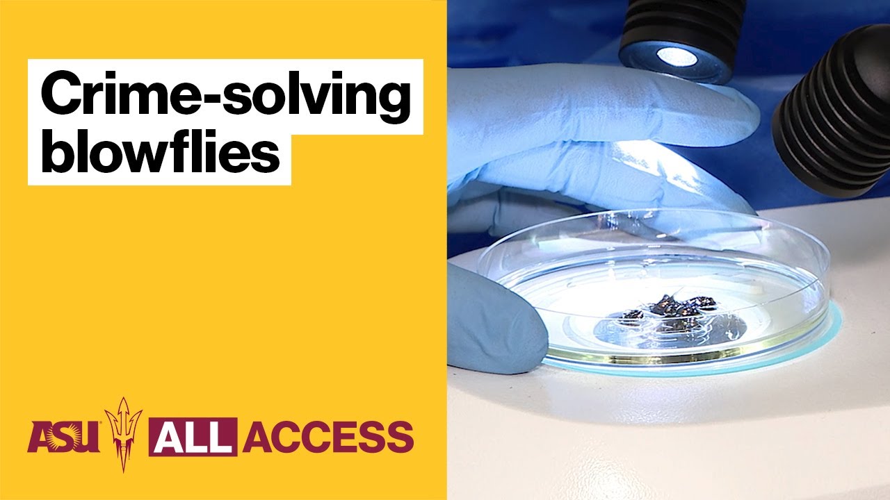 ASU All Access: Раскрытие убийств в Аризоне с неожиданной помощью насекомых.