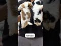 good size puppys shituzu #viral #shorts #cute #viralvideo #subscribe #song #love