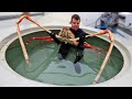 THE MOST DANGEROUS CRUSTACEANS IN THE WORLD