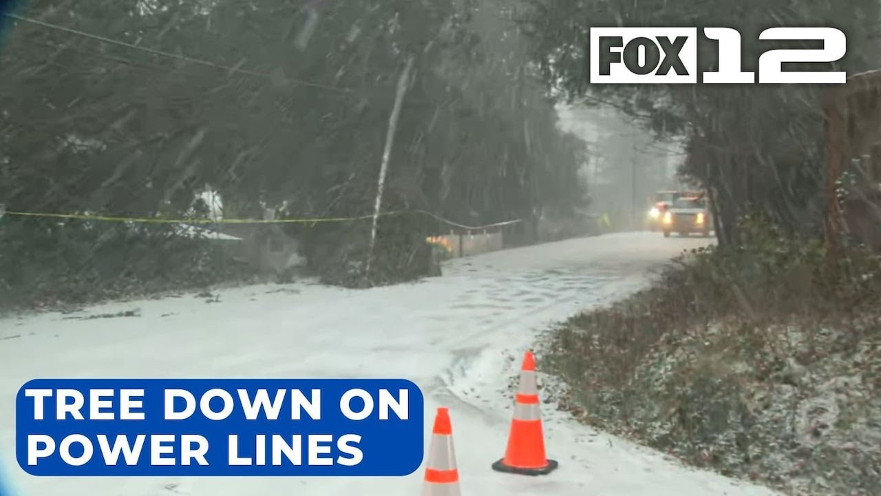 Tree down on power lines in SW Portland - YouTube