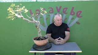 Consejos para el cultivo de la Higuera como bonsai.